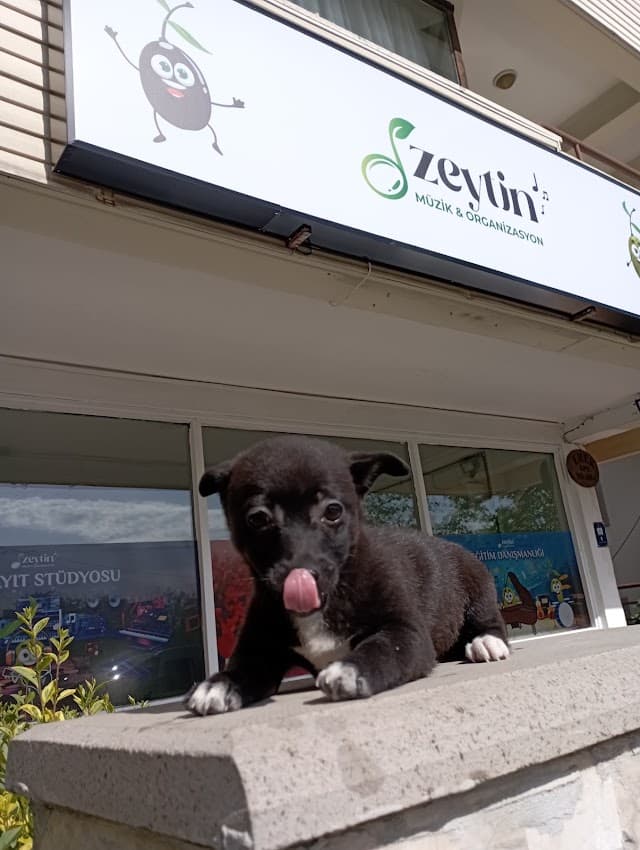 Zeytin Müzik & Organizasyon